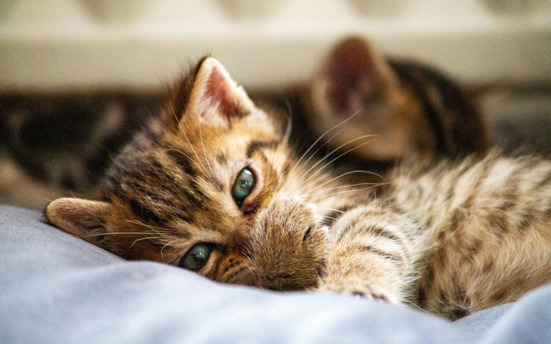 Boise City Council Passes New Animal Welfare, TNR Ordinances