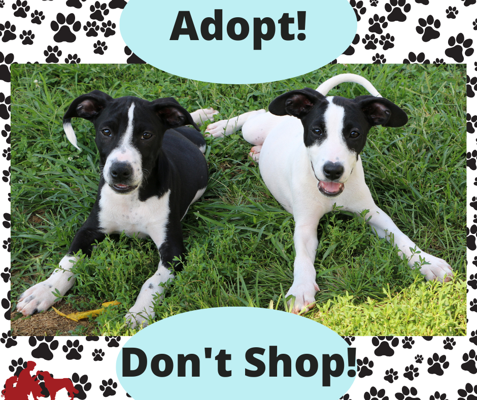 Oklahoma Changes Official State Pet to “Shelter Animal”