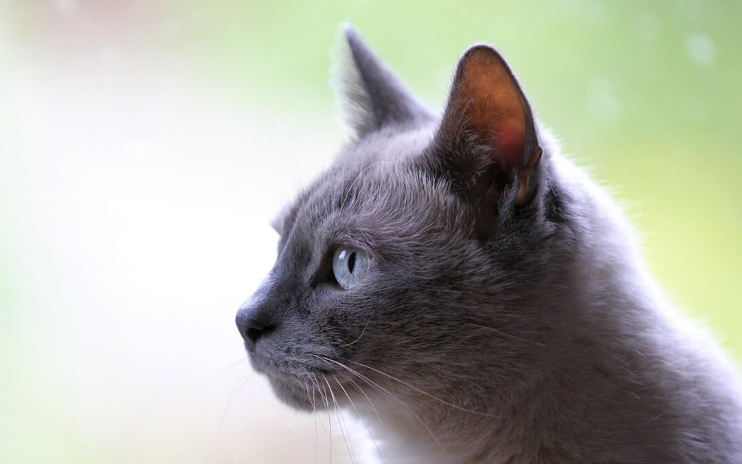 Matthew’s Law in AZ Will Help Animals in Rental Properties
