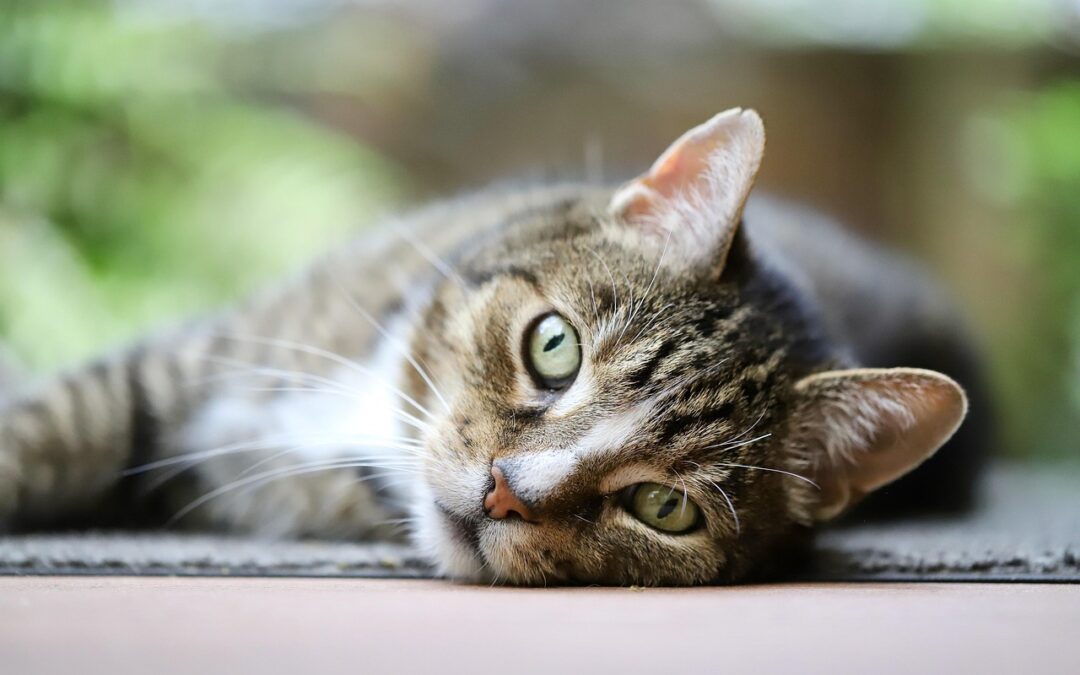 Feral Cat Program Approved in Othello, Washington
