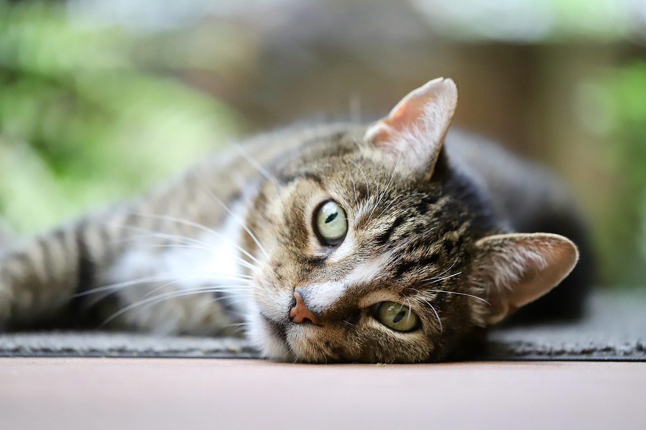 Feral Cat Program Approved in Othello, Washington