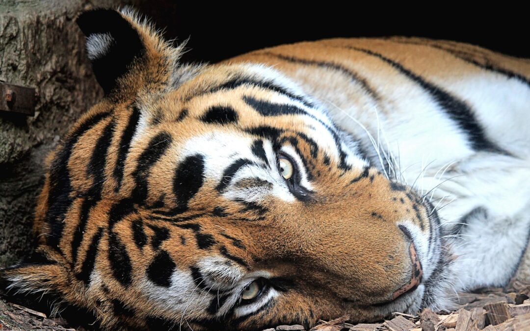 Colorado Governor Signs the “Traveling Animal Protection Act”