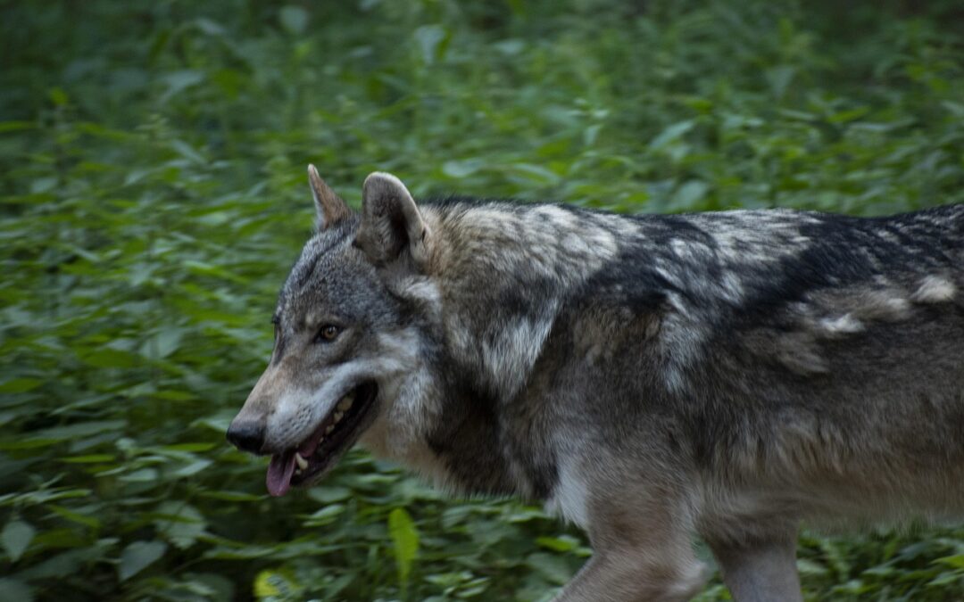 Idaho Wages War on Wolves
