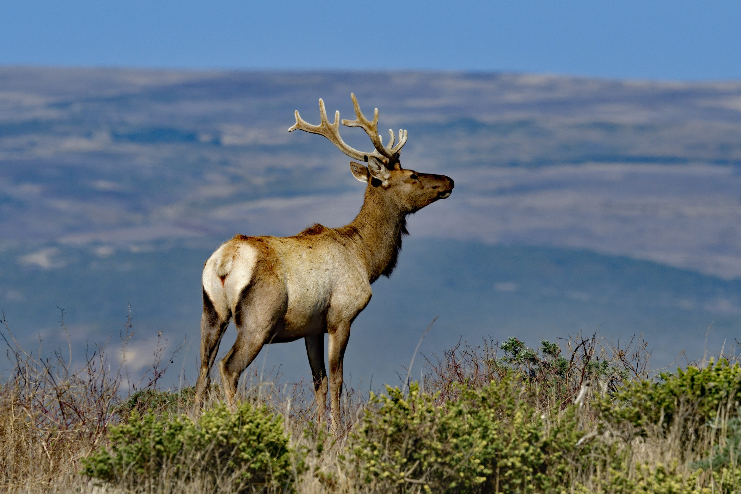 150 Tule Elk Died in Confinement Due to Lack of Food and Water