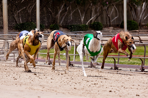 U.S. Representatives Introduce Bill to Ban Greyhound Racing Nationwide