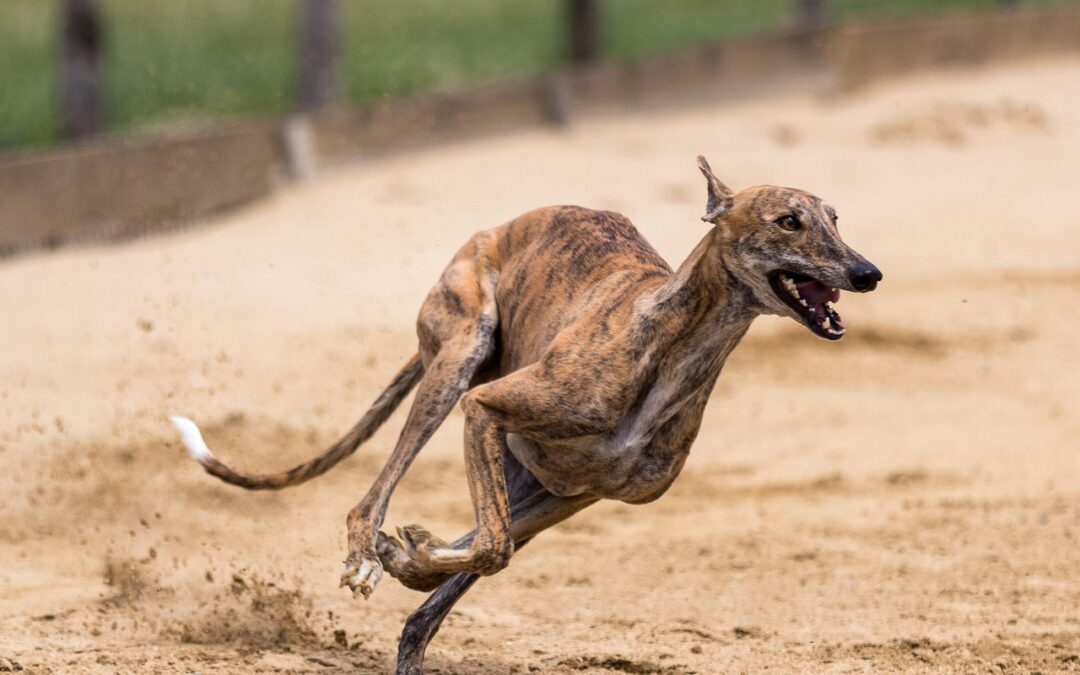 Rep. Tony Cardenas Re-Introduces Federal Ban on Greyhound Racing