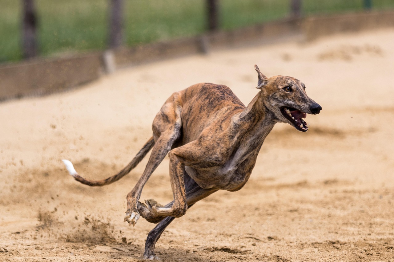 Rep. Tony Cardenas Re-Introduces Federal Ban on Greyhound Racing