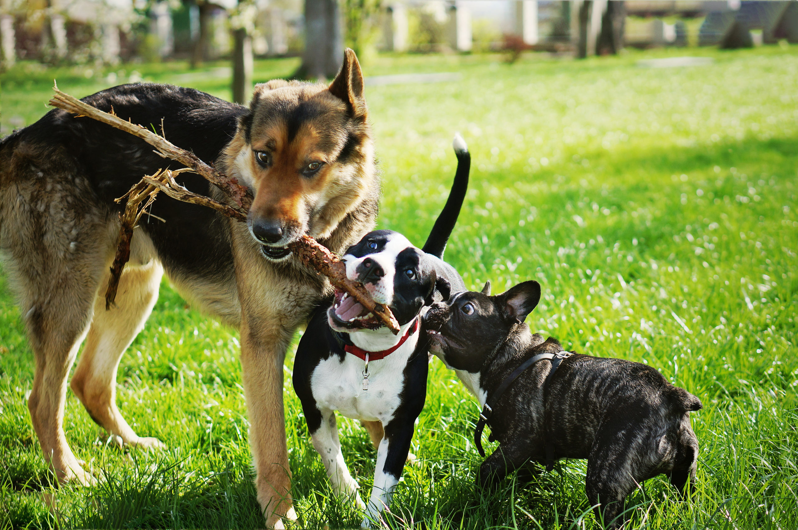 Ollie’s Law Aims to Raise the Standard for Dog Care in Massachusetts