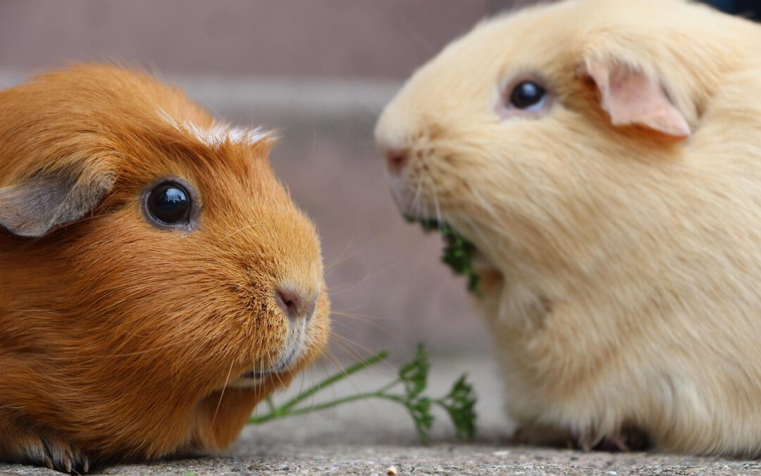 MD, ME, and OR, Support Putting an End to Animal-Tested Cosmetics
