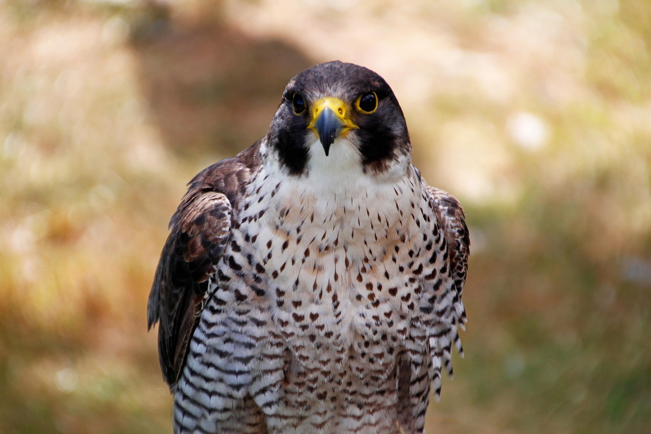 Harpers Ferry Sees First Peregrine Falcon Fledging in 70 Years