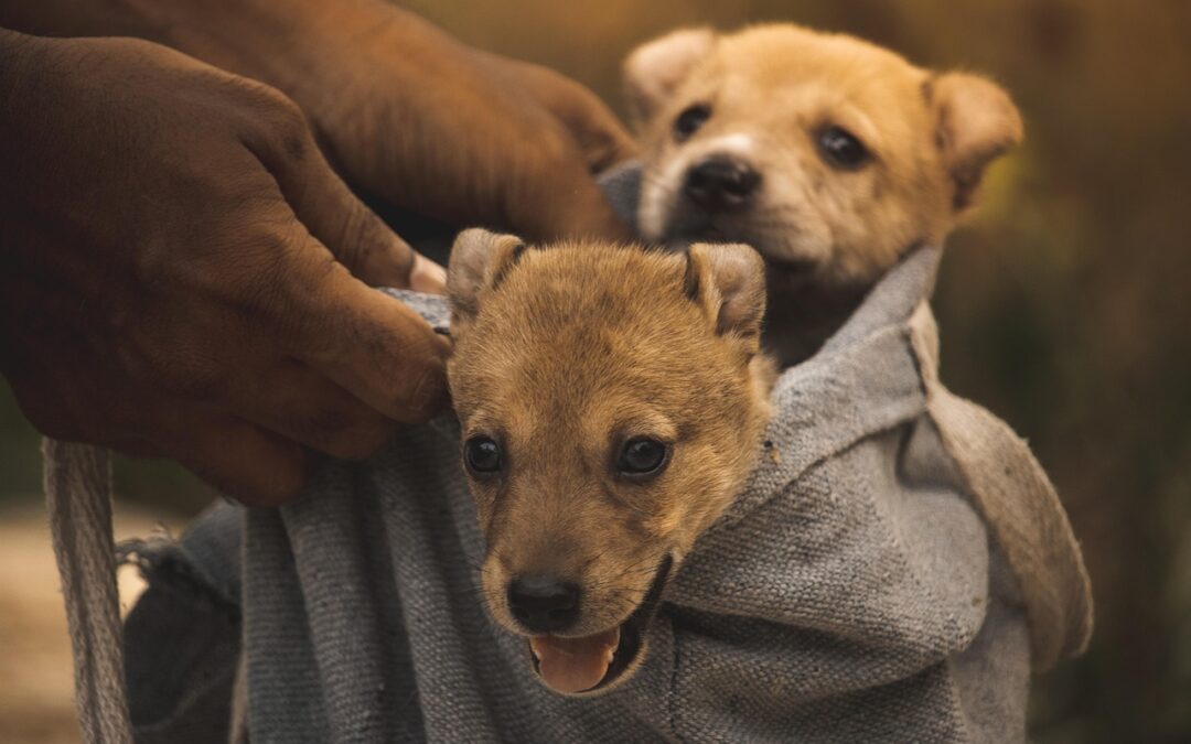 Illinois Bans Retail Sale of Pets in Stores