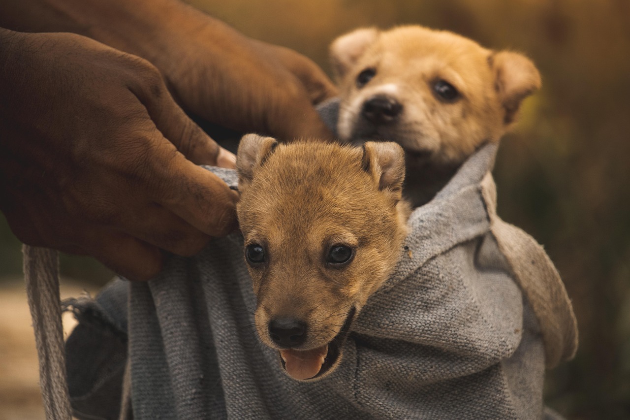 Illinois Bans Retail Sale of Pets in Stores