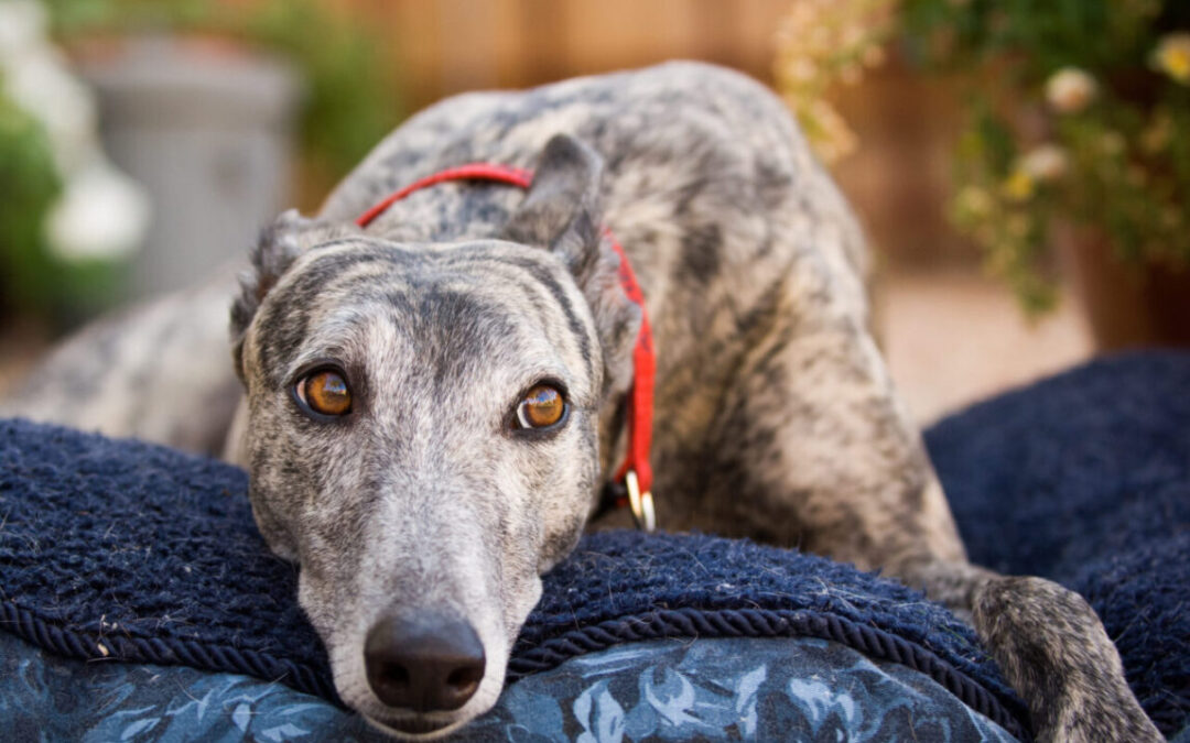 California Legislators Pass Bill to End Captive Dog Blood Banks