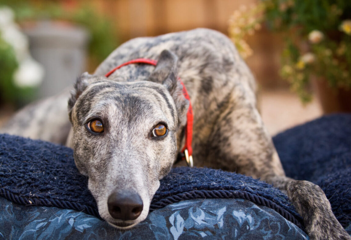 California Legislators Pass Bill to End Captive Dog Blood Banks