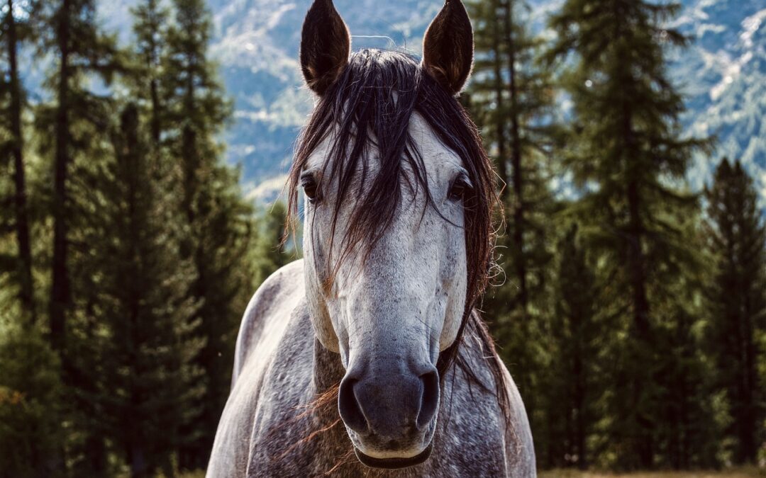 Wild Horses Are Being Removed by the BLM in Sand Wash Basin, CO, and Utah