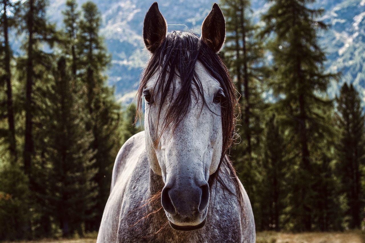 Wild Horses Are Being Removed by the BLM in Sand Wash Basin, CO, and Utah