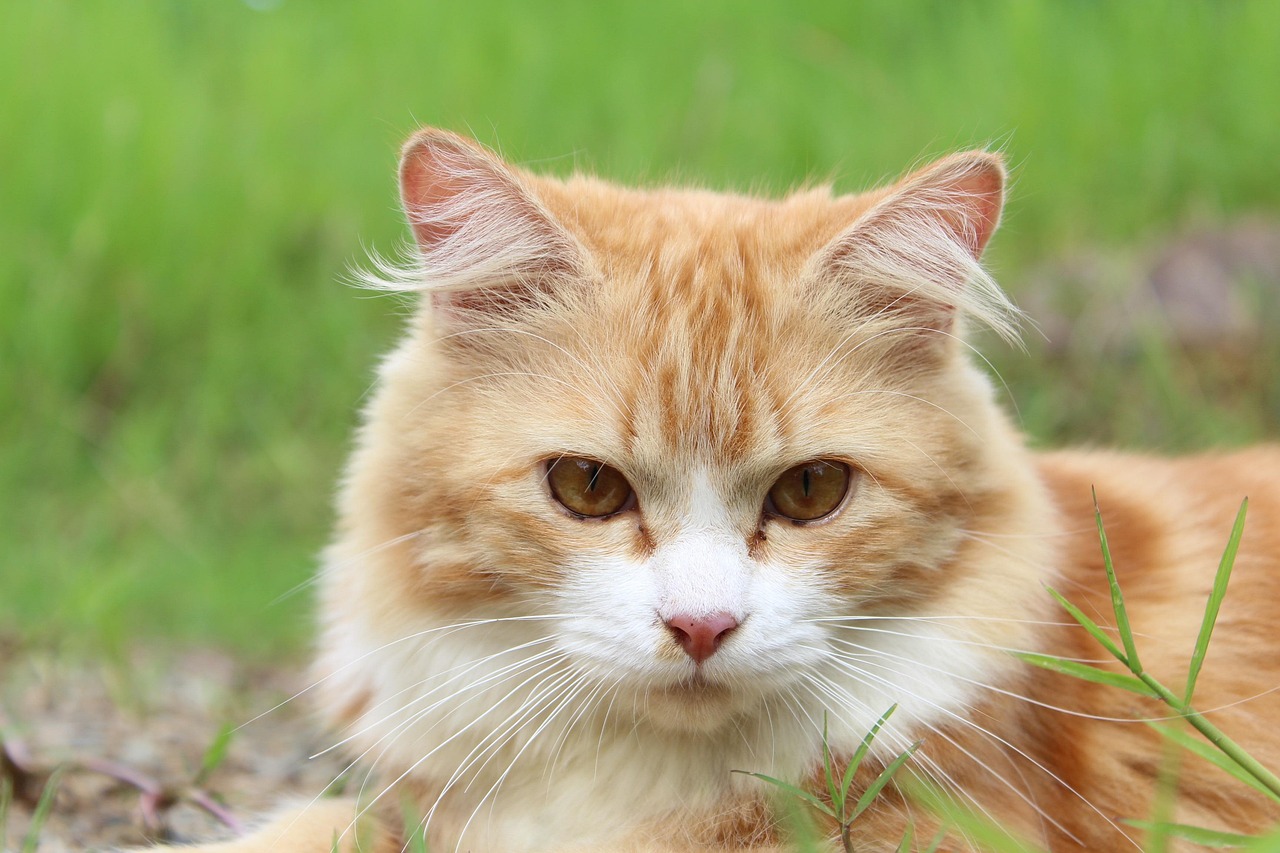 Community Cats are in the Spotlight in Baltimore County, MD