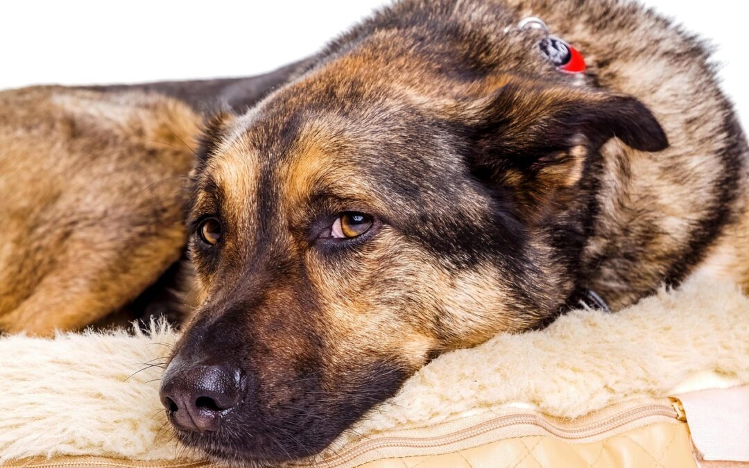 Joker’s Law Seeks to Penalize Those Who Harm Police Dogs in Tennessee