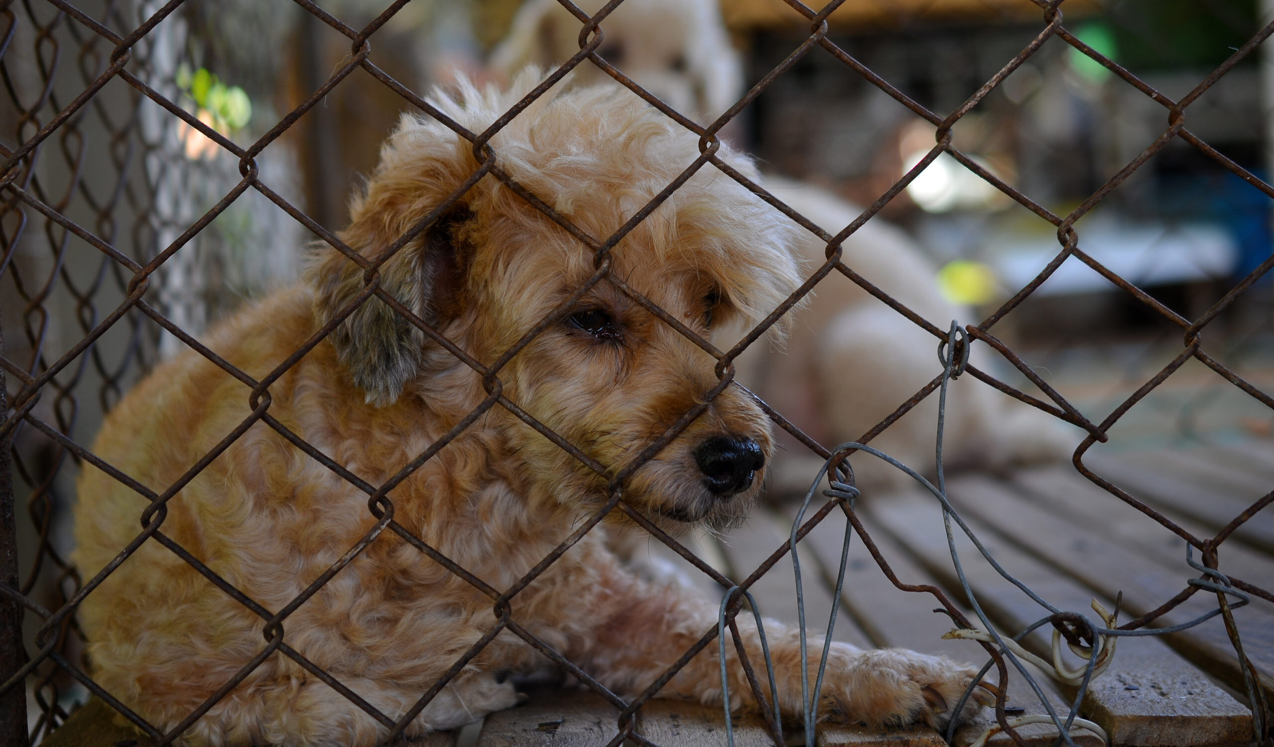USDA Has Been Turning a Blind Eye to Animal Neglect at Puppy Mills in Iowa