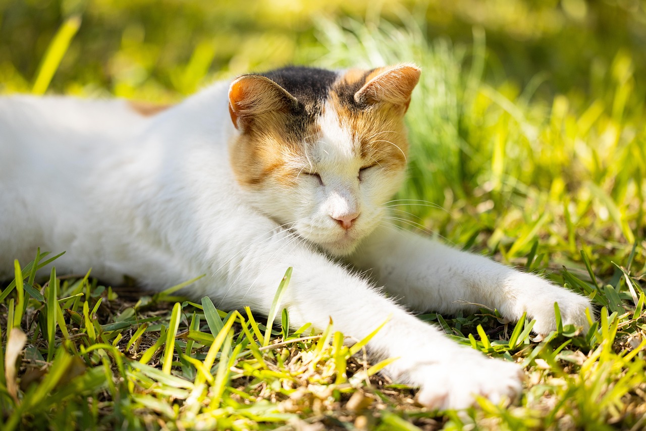 Cat Declawing Is Banned in Madison, WI