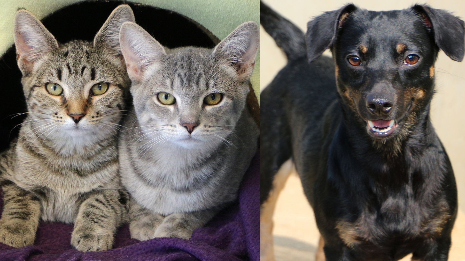 The BARK Act Would Help Feed Homeless Animals