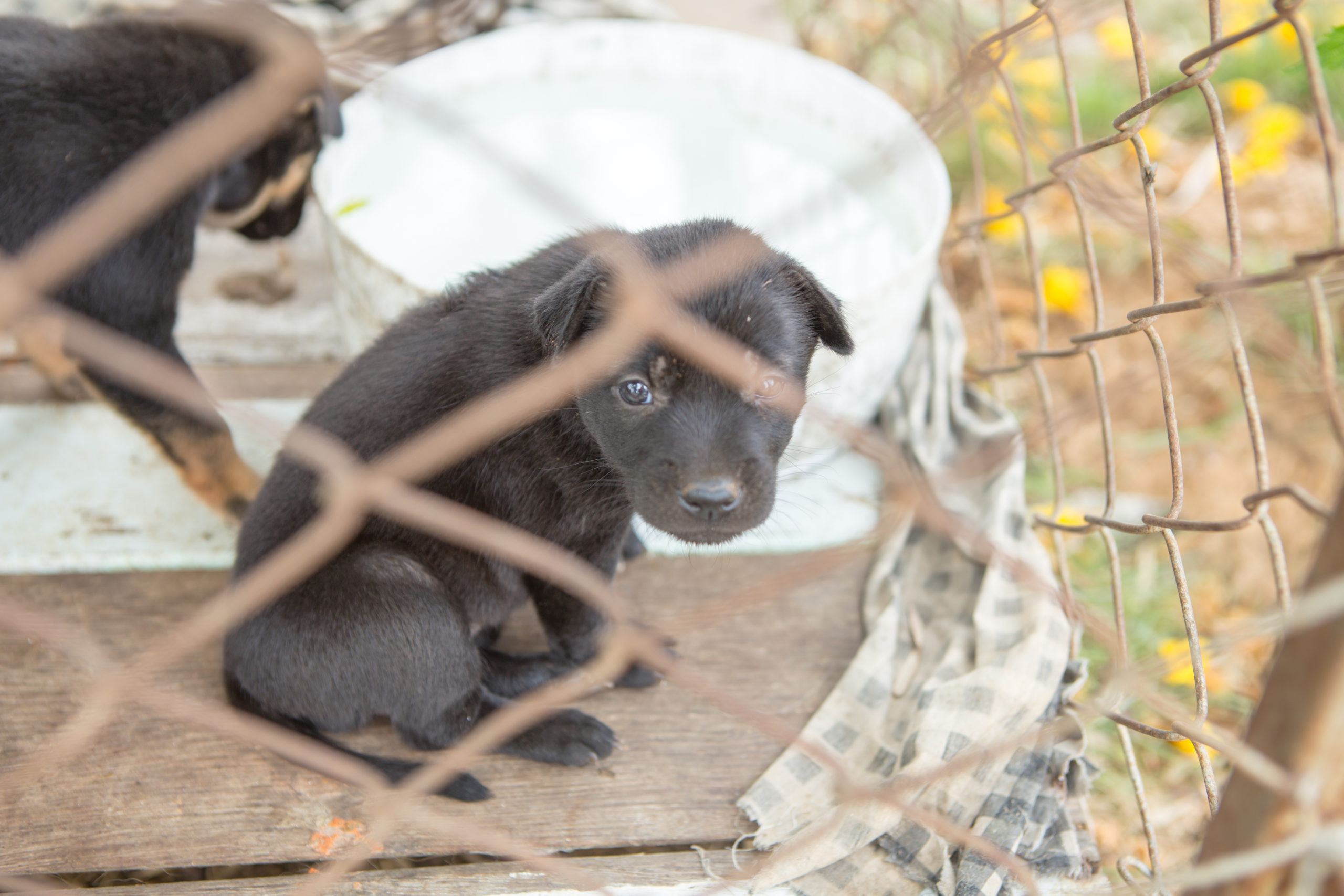 Indiana Pushes to Require Pet Stores to Source Animals From Shelters and Rescues