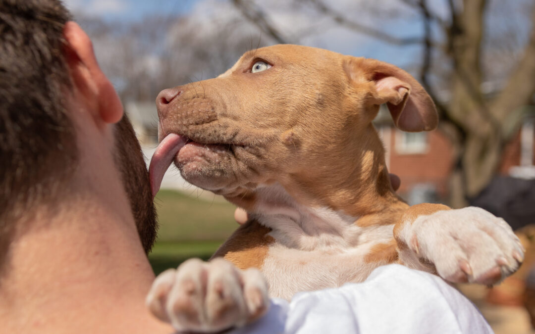 Penny Bautista Act Would Fine Floridians for Tethering Pets