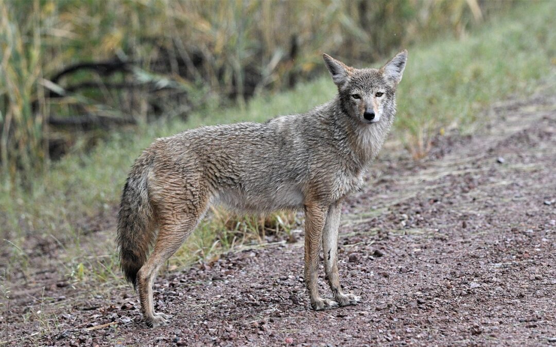 Senseless Killing Contests of Coyotes Continue in Nevada