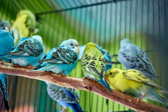 Make Your Voice Heard: Federal Register Open for Comments on Bird Welfare -  National Humane Education Society