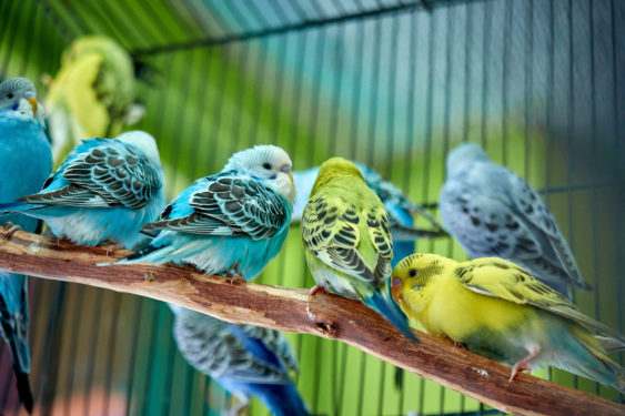Make Your Voice Heard: Federal Register Open for Comments on Bird Welfare - National Humane Education Society Make Your Voice Heard: Federal Register Open for Comments on Bird Welfare - National Humane Education Society