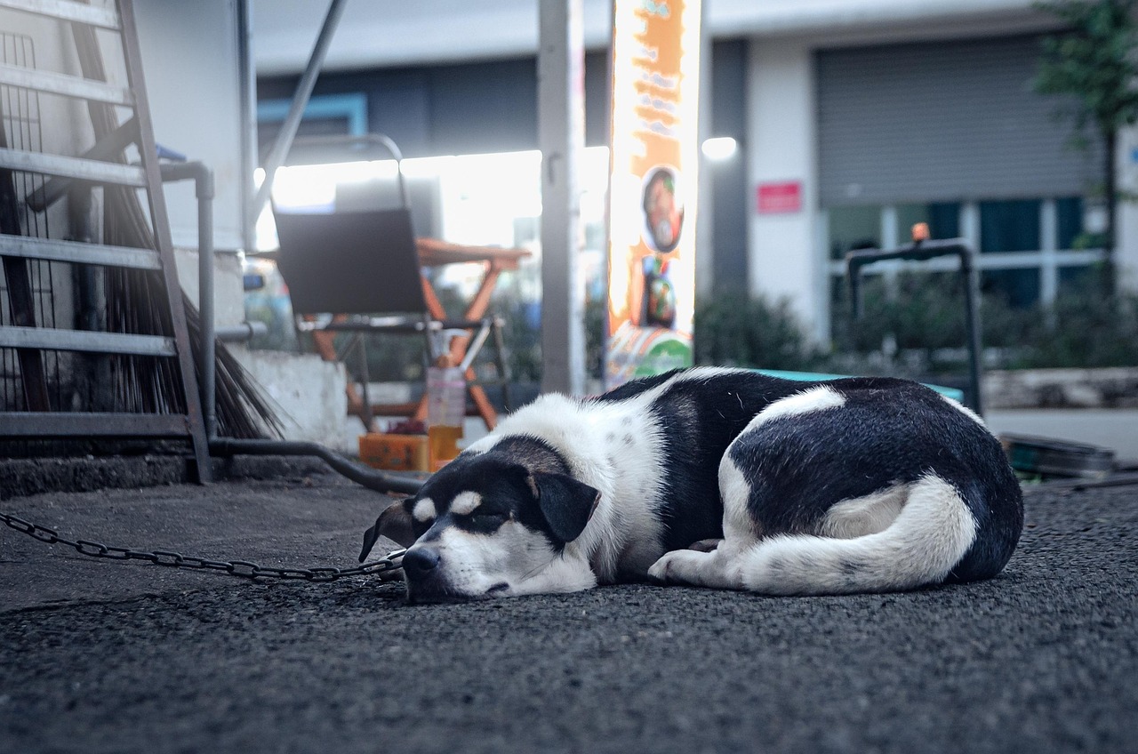 Michigan Bill Seeks Better Protection for Companion Animals Living Outdoors