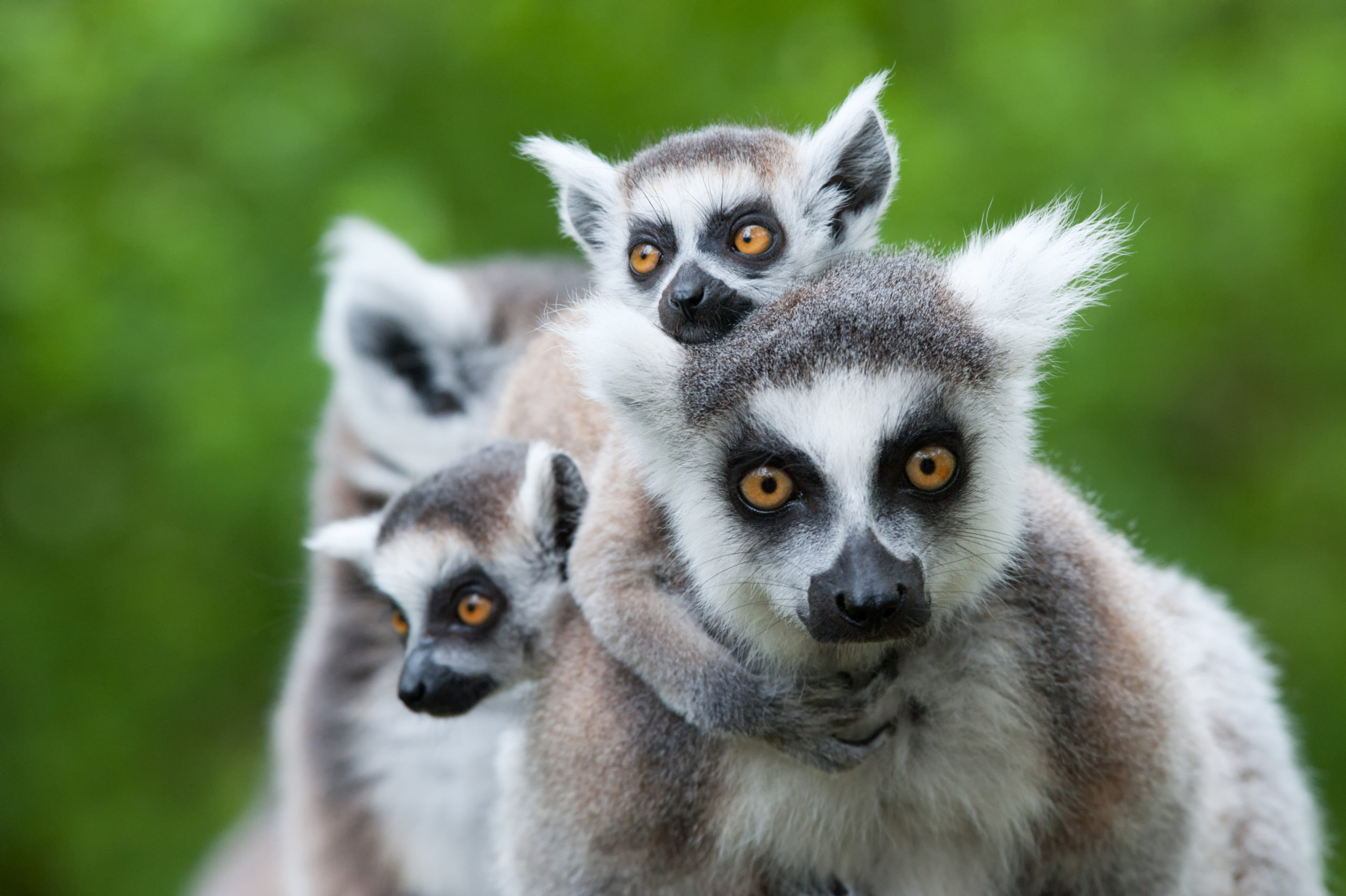 Roadside Zoo Owner Facing Trial for 46 Counts of Animal Cruelty