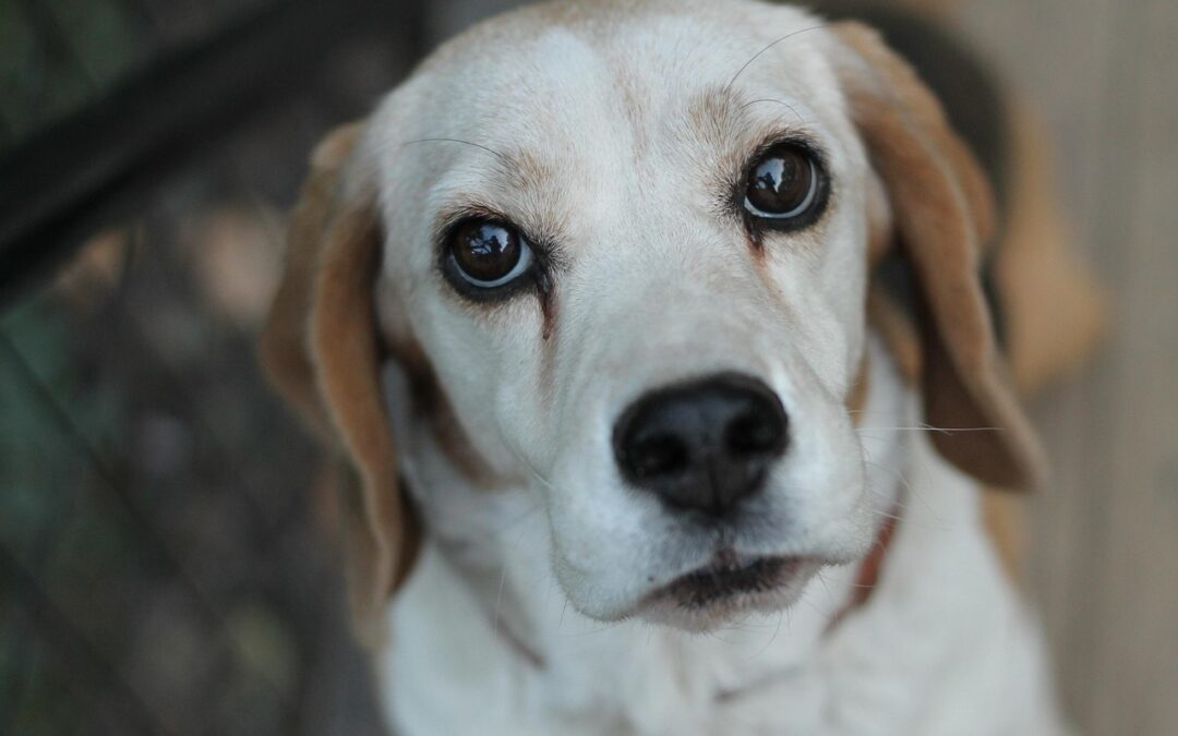 VA Legislators Introduce Several Bills to Tighten  Restrictions on Breeding Facilities