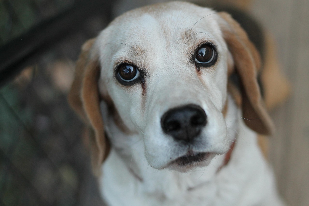 VA Legislators Introduce Several Bills to Tighten  Restrictions on Breeding Facilities