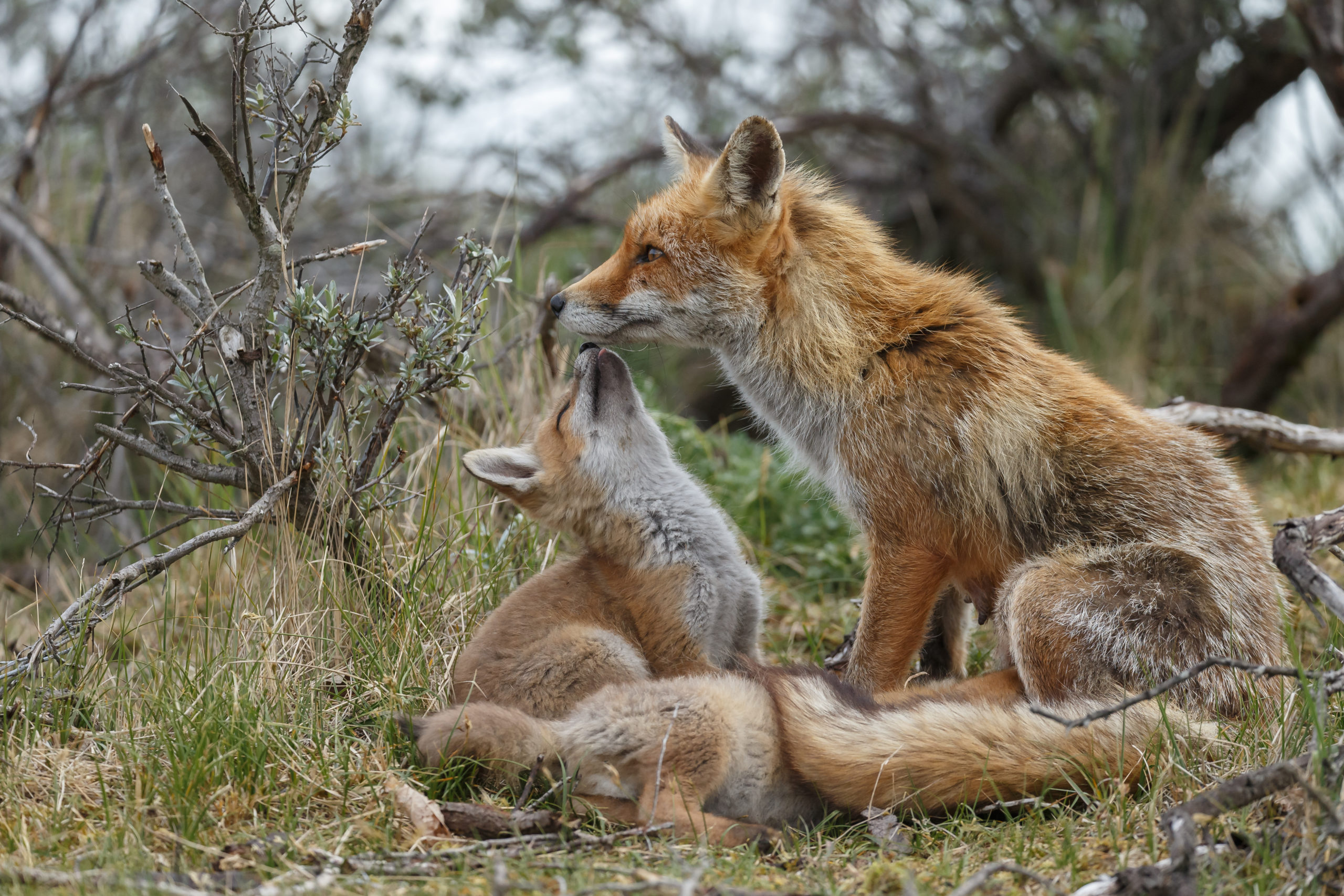 Congress Members Introduce Prohibition of Wildlife Killing Contests