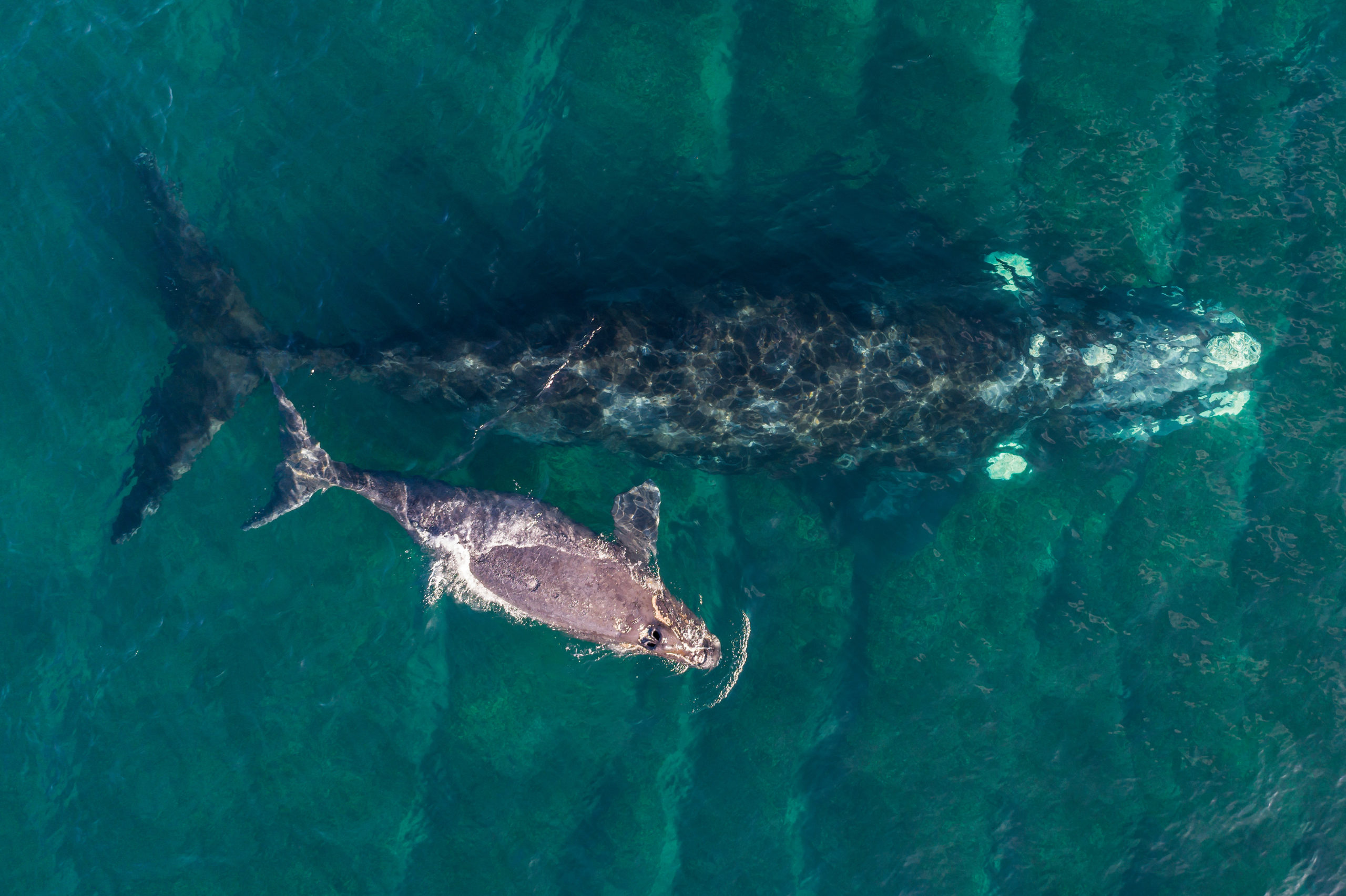Efforts To Save the North Atlantic Right Whale Are Underway