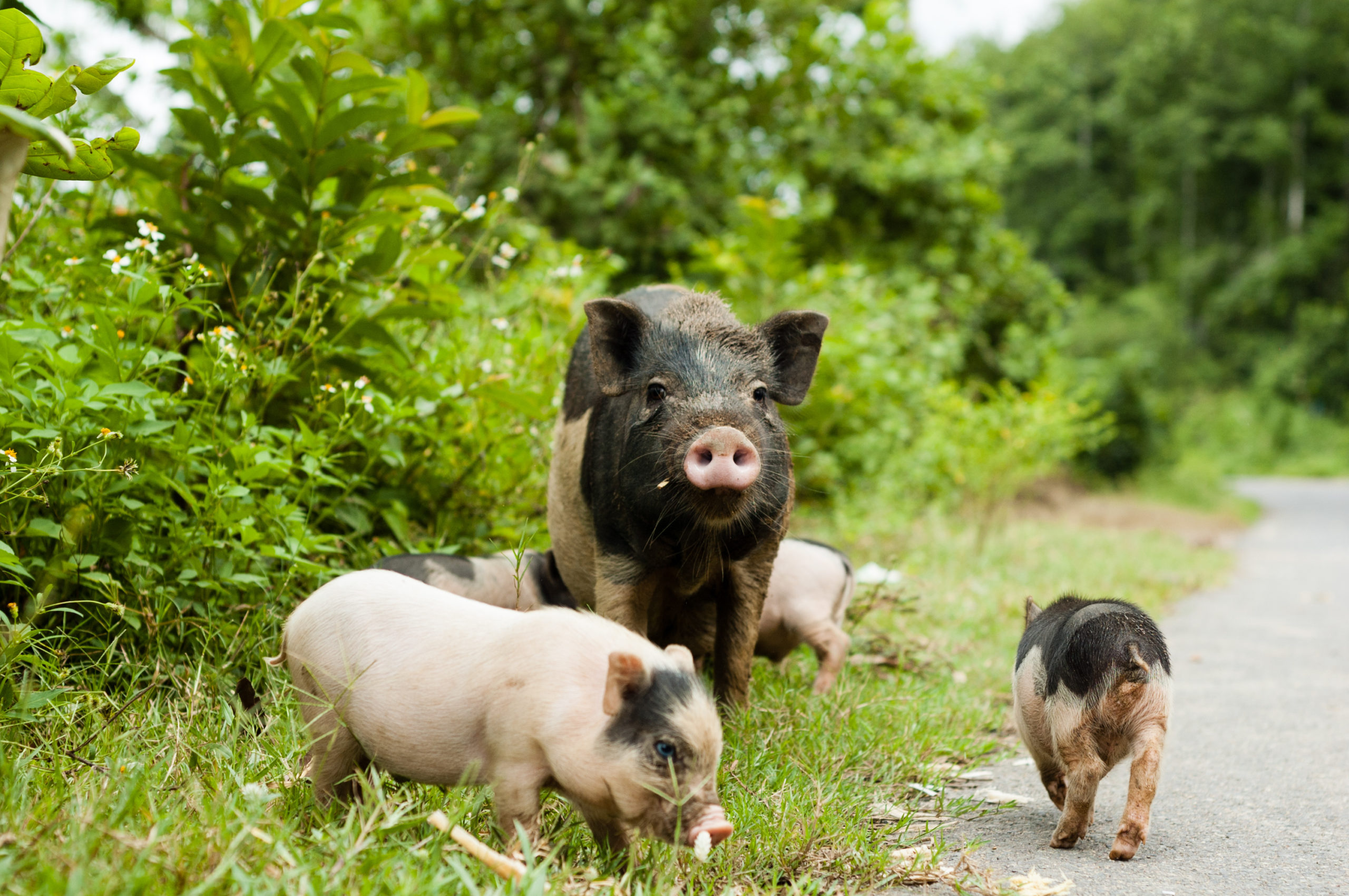 Hope for Getting Pregnant Pigs Out of Constraining Gestation Stalls