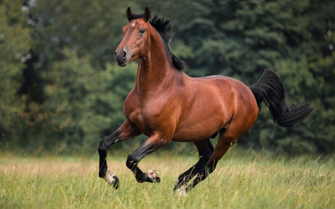 Wild Horses and Aircrafts Don’t Mix