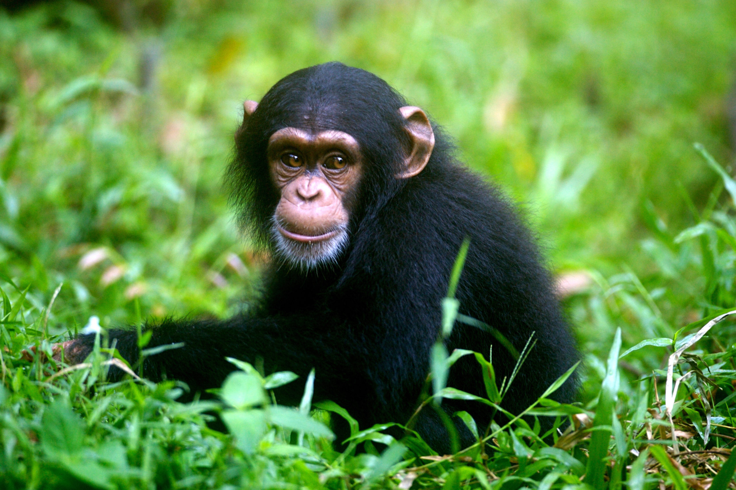 Why Would a Chimp Live At the Air Force?
