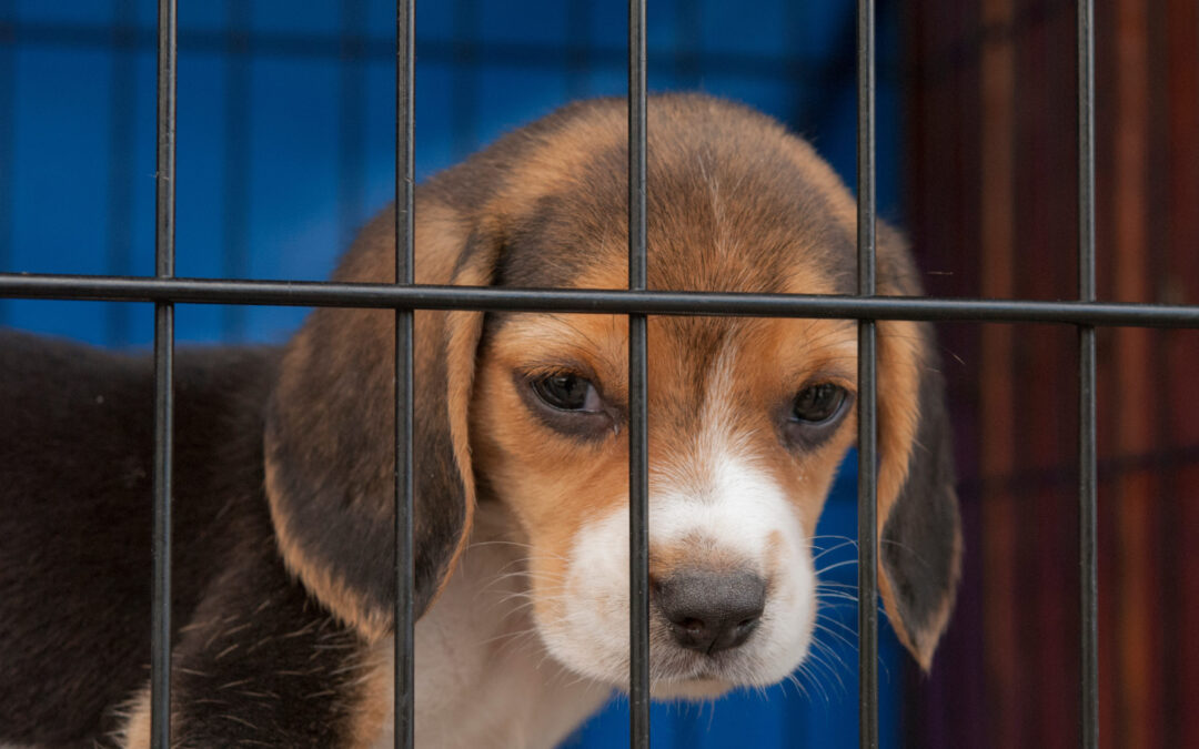 145 Beagles Rescued From Abhorrent Conditions at Envigo Breeding Facility in Virginia