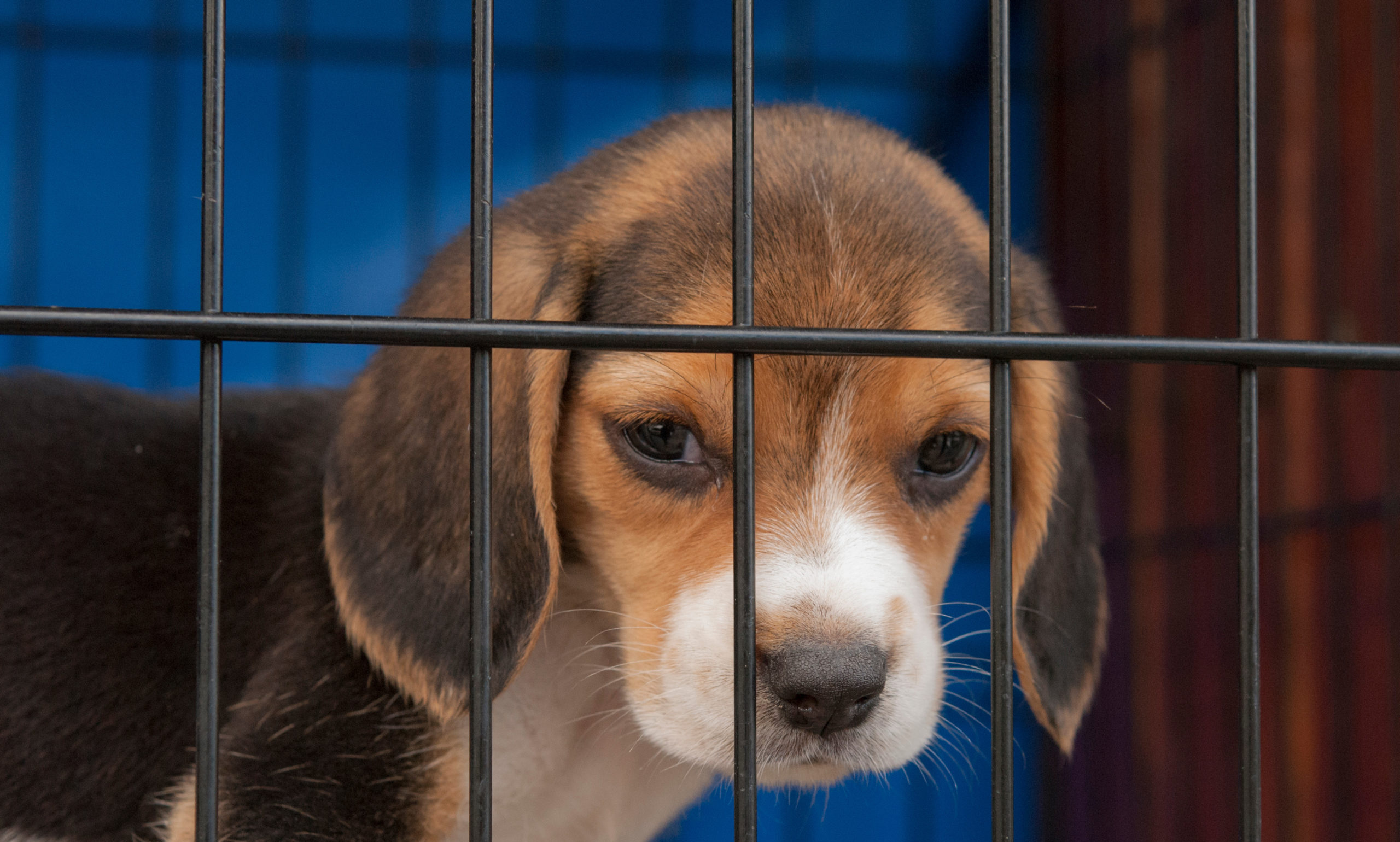 145 Beagles Rescued From Abhorrent Conditions at Envigo Breeding Facility in Virginia