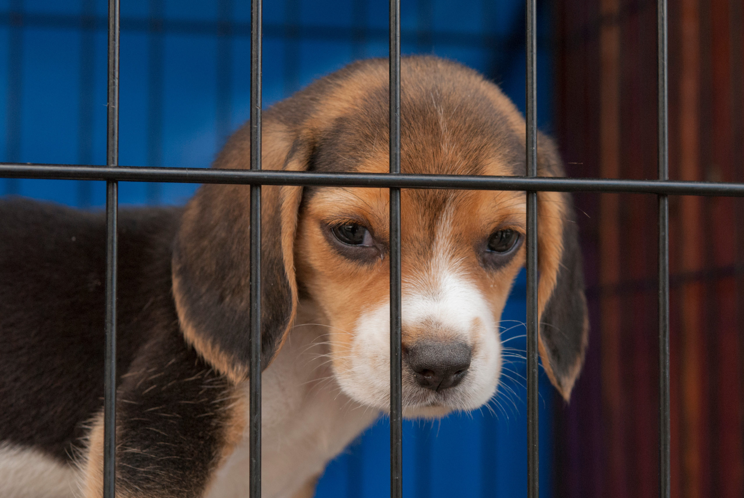 145 Beagles Rescued From Abhorrent Conditions at Envigo Breeding Facility in Virginia
