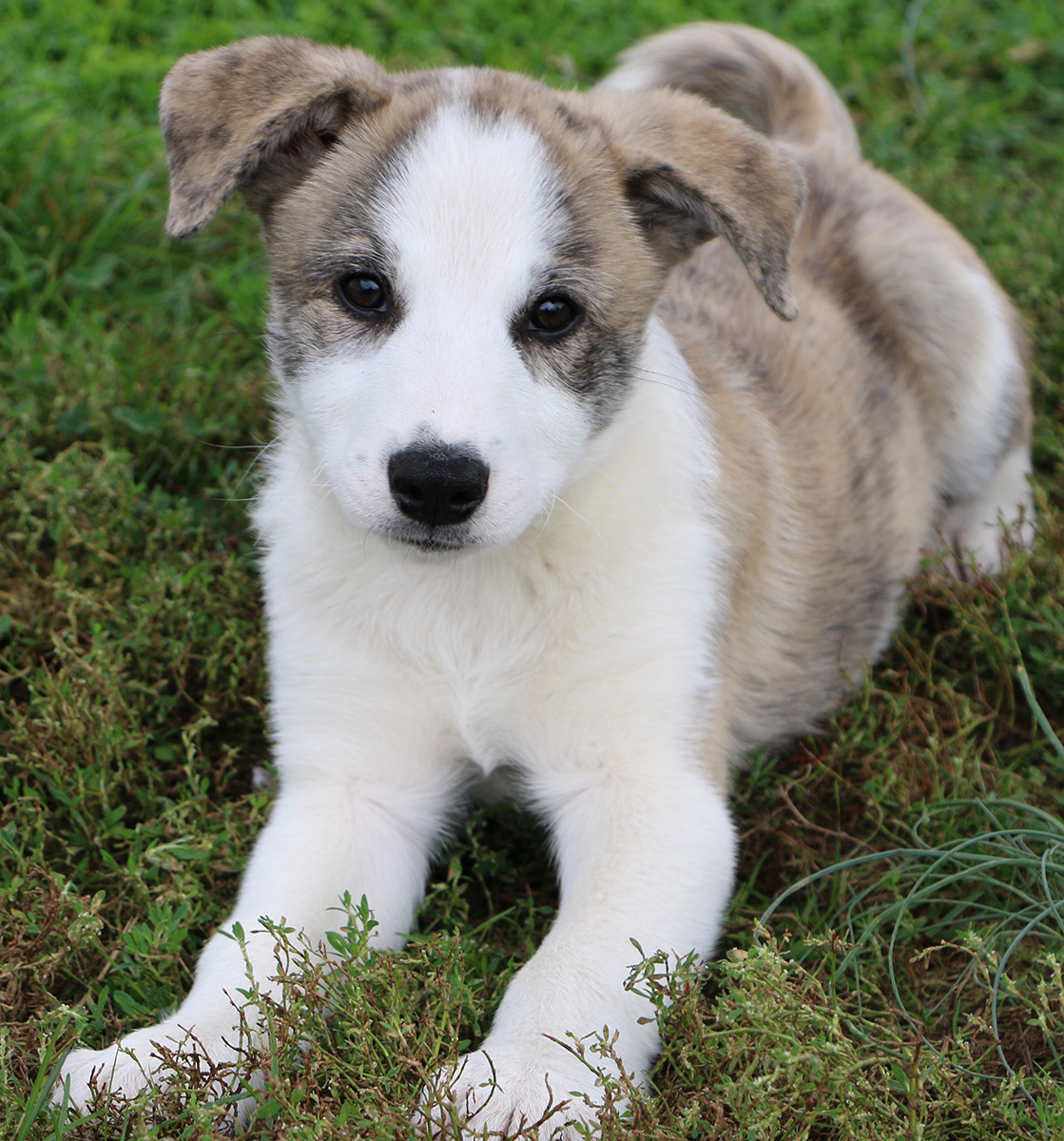 New York Bill Passes the Senate to End the Atrocities of Puppy Mills