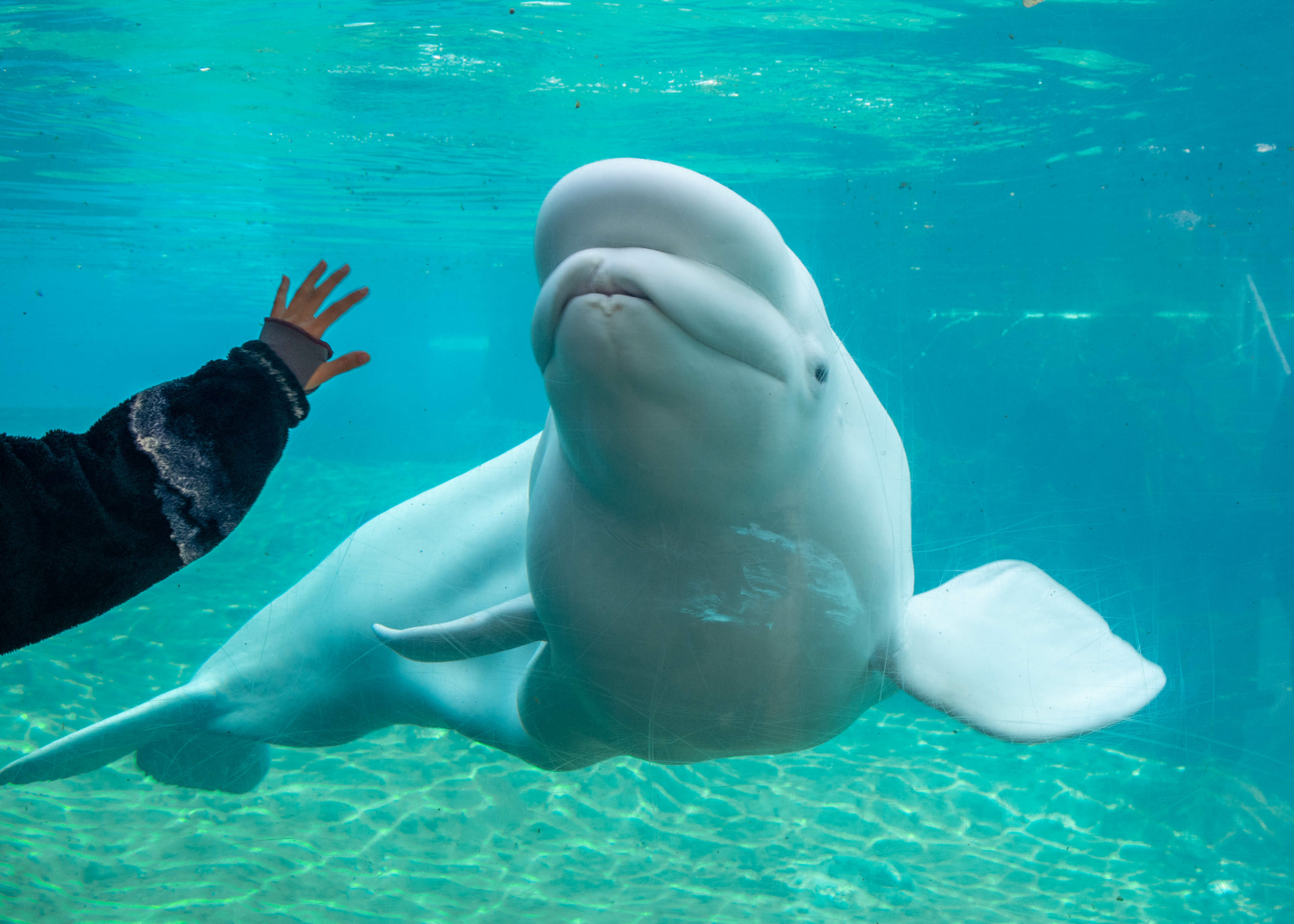 Whales Are Not for Display