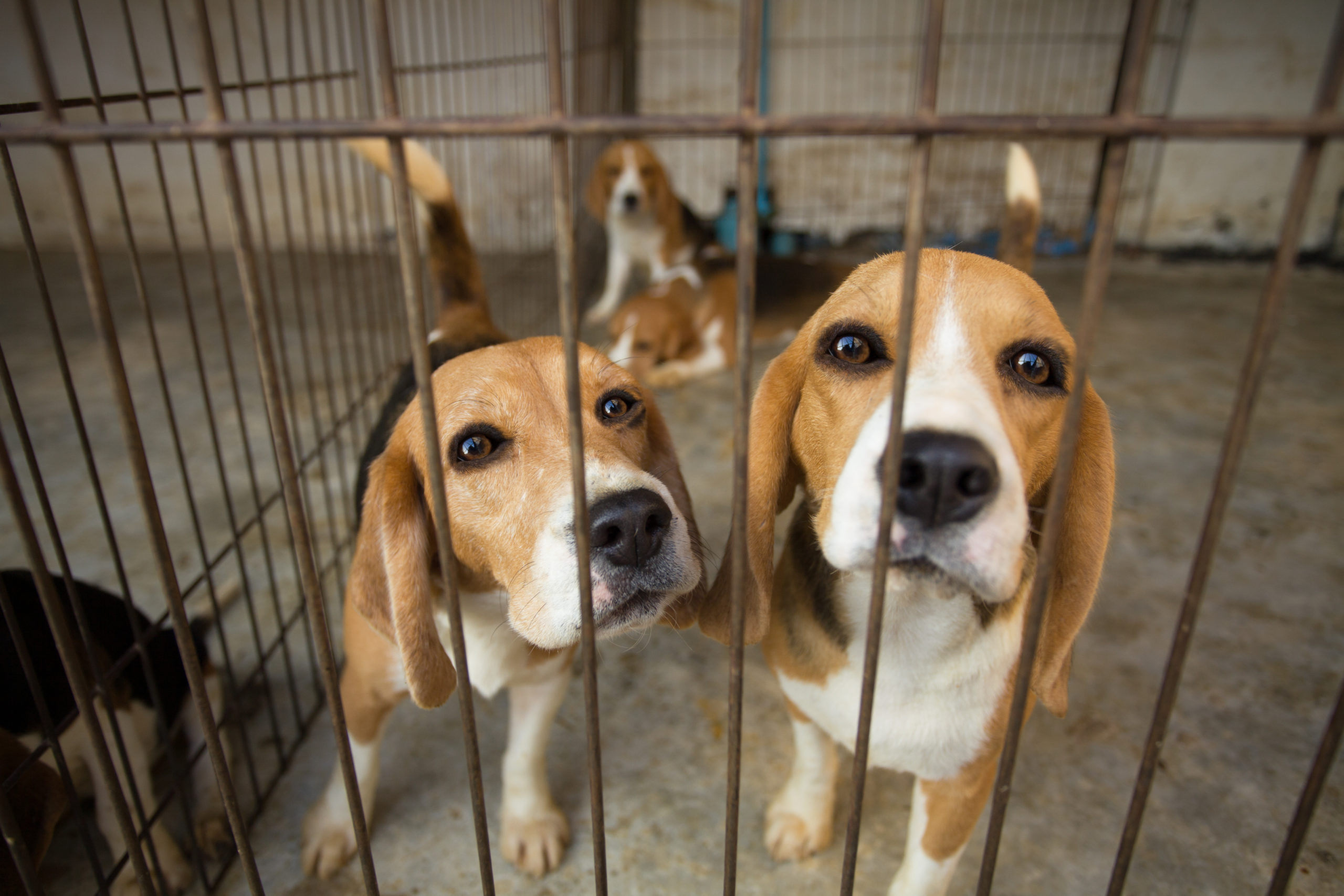 Governor Baker of MA Signs Bill Providing Research Animals with the Opportunity for Adoption