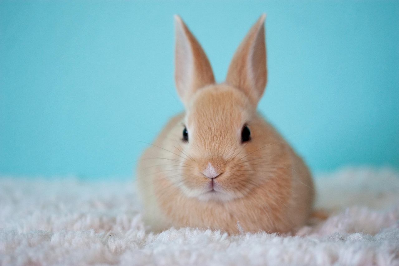 Update: NY Bill Banning Pet Stores from Selling Cats, Dogs, and Rabbits Is on the Governor’s Desk