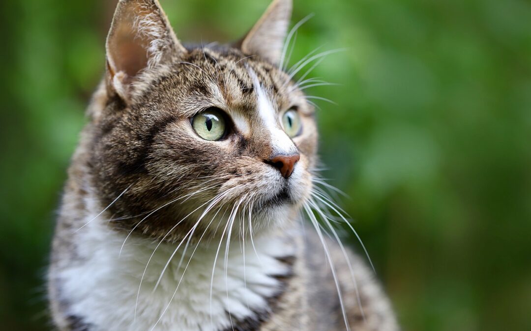 Cats and Dogs Should Not Be On the Menu