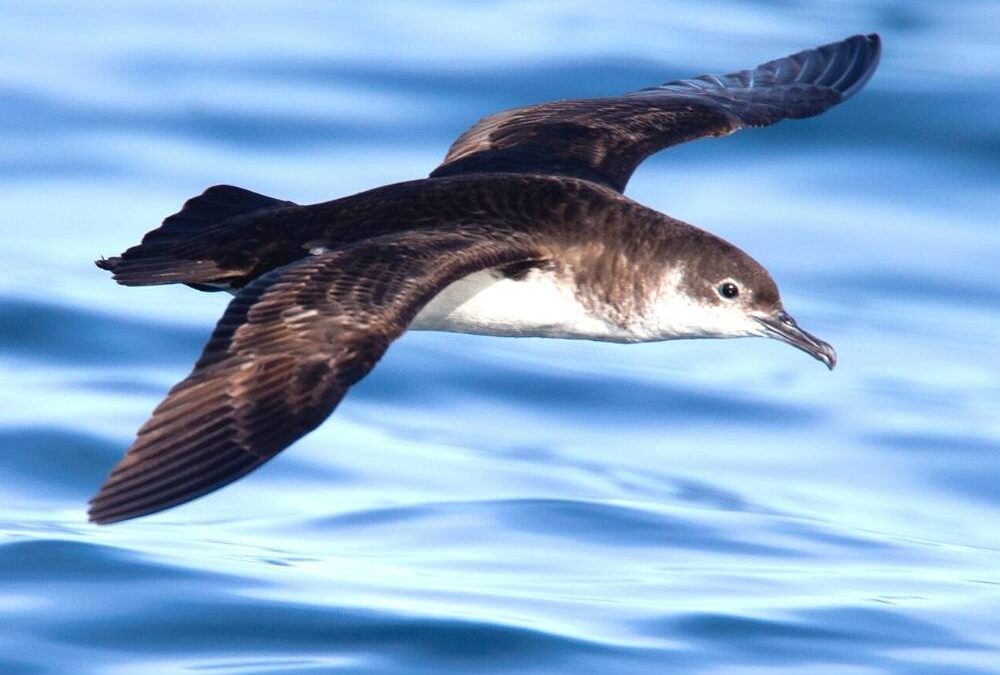 Birds Are Protected From Dangerous Light Pollution in Maui County, HI