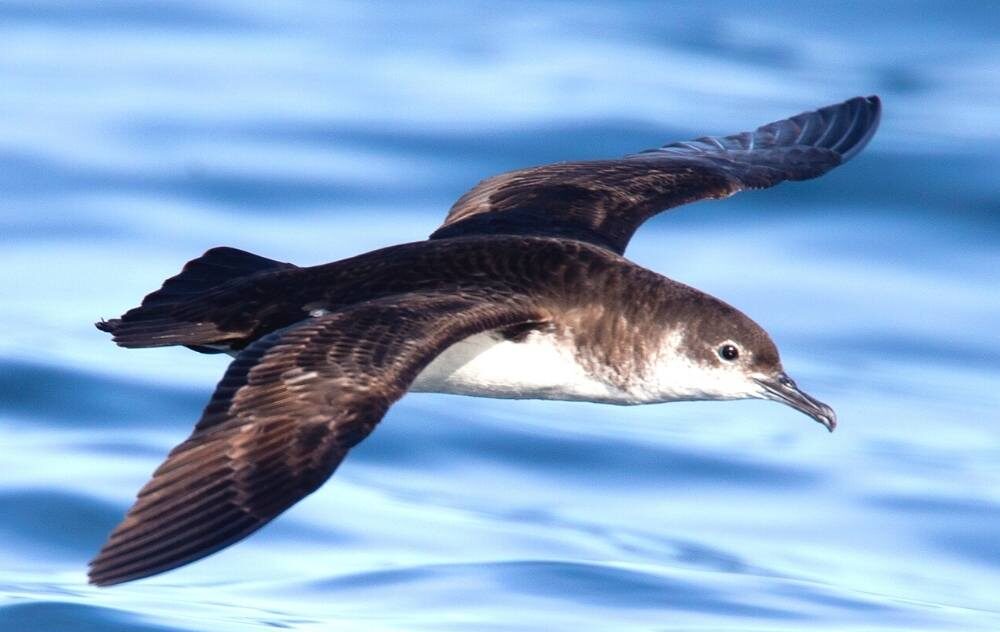 Birds Are Protected From Dangerous Light Pollution in Maui County, HI