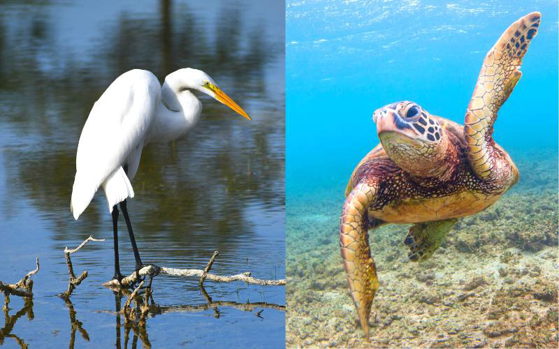 A Florida City Prohibits Balloon Releases to Protect Its Wildlife